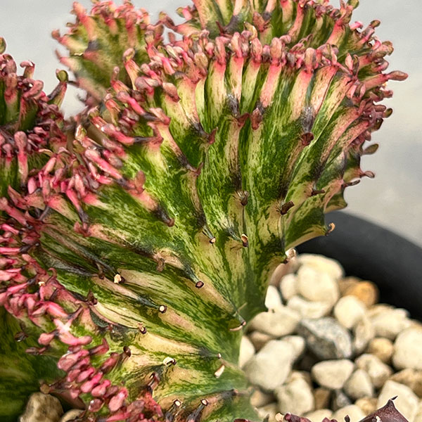 ユーフォルビア：ラクティアマハラジャグリーンレッド（接ぎ降し）4号鉢植え*