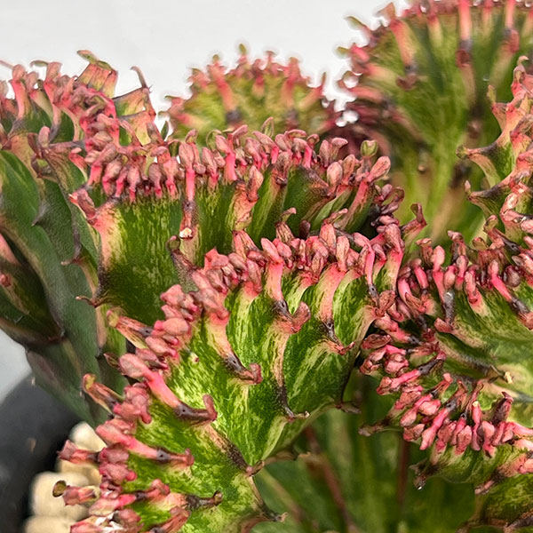 ユーフォルビア：ラクティアマハラジャグリーンレッド（接ぎ降し）4号鉢植え*