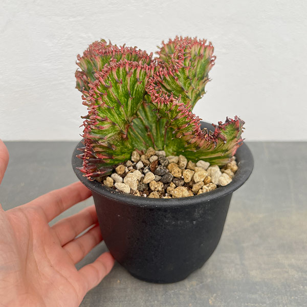 ユーフォルビア：ラクティアマハラジャグリーンレッド（接ぎ降し）4号鉢植え*
