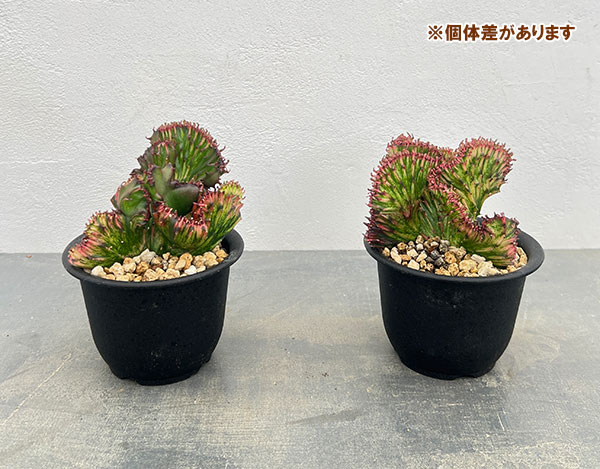 ユーフォルビア：ラクティアマハラジャグリーンレッド（接ぎ降し）4号鉢植え*