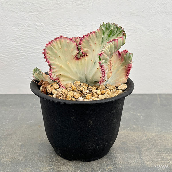 ユーフォルビア：ラクティアマハラジャホワイトピンク（接ぎ降し）タイプ２　4号鉢植え