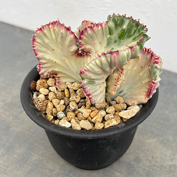 ユーフォルビア：ラクティアマハラジャホワイトピンク（接ぎ降し）タイプ２　4号鉢植え