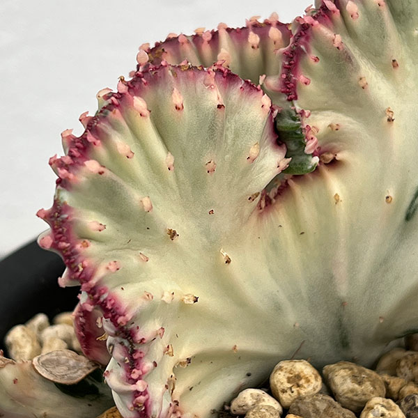 ユーフォルビア：ラクティアマハラジャホワイトピンク（接ぎ降し）タイプ２　4号鉢植え
