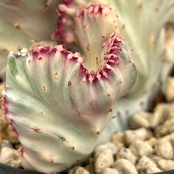 ユーフォルビア：ラクティアマハラジャホワイトピンク（接ぎ降し）タイプ２　4号鉢植え