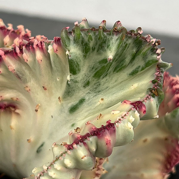 ユーフォルビア：ラクティアマハラジャホワイトピンク（接ぎ降し）タイプ２　4号鉢植え