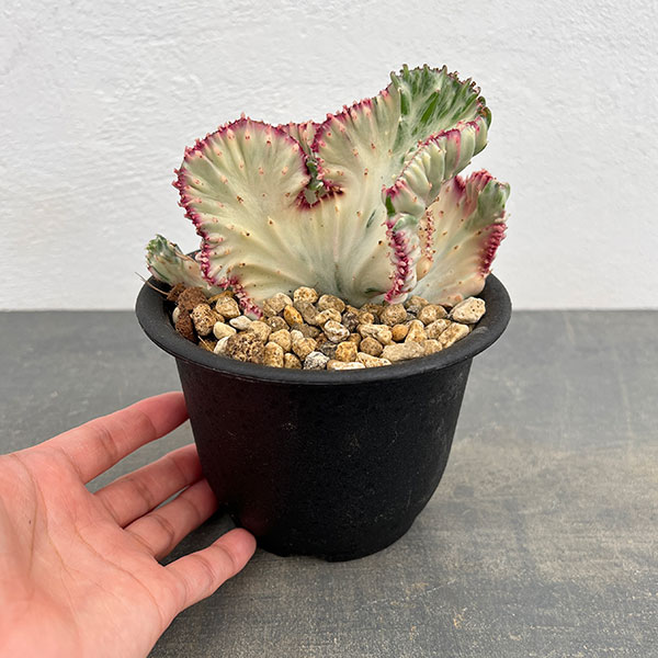 ユーフォルビア：ラクティアマハラジャホワイトピンク（接ぎ降し）タイプ２　4号鉢植え