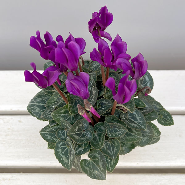 園芸ネット本店｜シクラメン：ドラゴン ディープブルー3号ロングポット