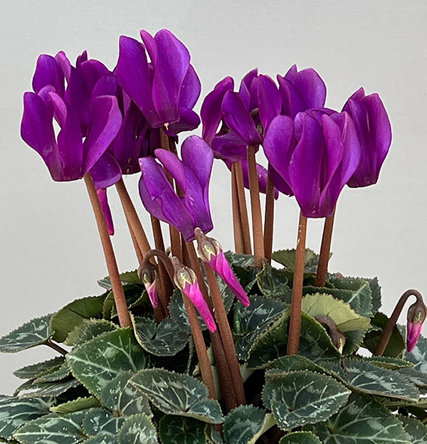 園芸ネット本店｜シクラメン：ドラゴン ディープブルー3号ロングポット