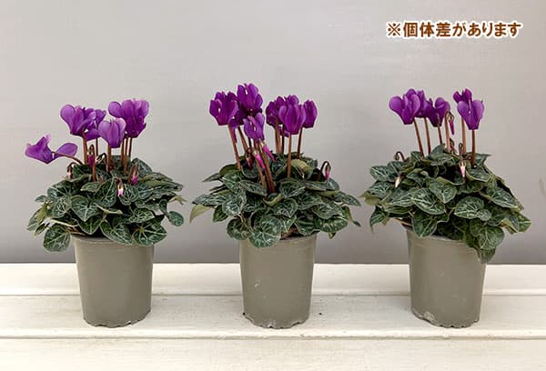 園芸ネット本店｜シクラメン：ドラゴン ディープブルー3号ロングポット