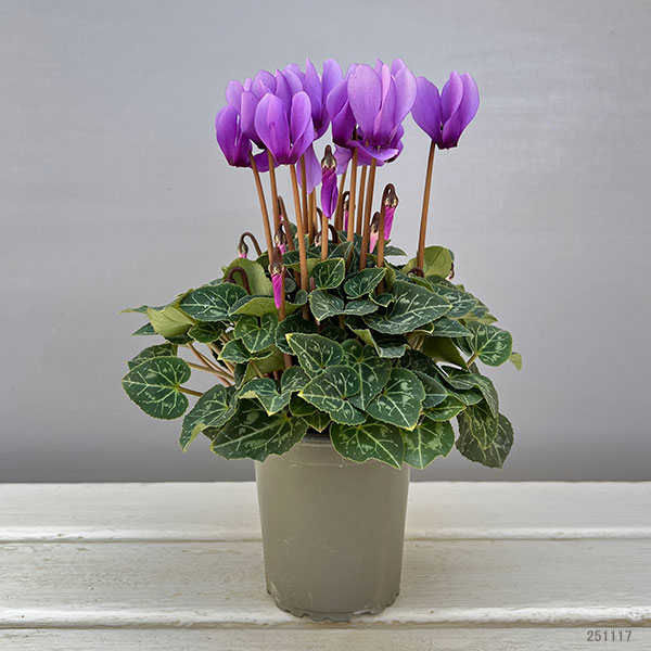 Ｘ＿ＢＲＥＡＫ　シクラメン３点セット ドラゴン2種、フェアリーラブ 園芸ネット本店｜シクラメン：ドラゴン ライトブルー3号ロングポット