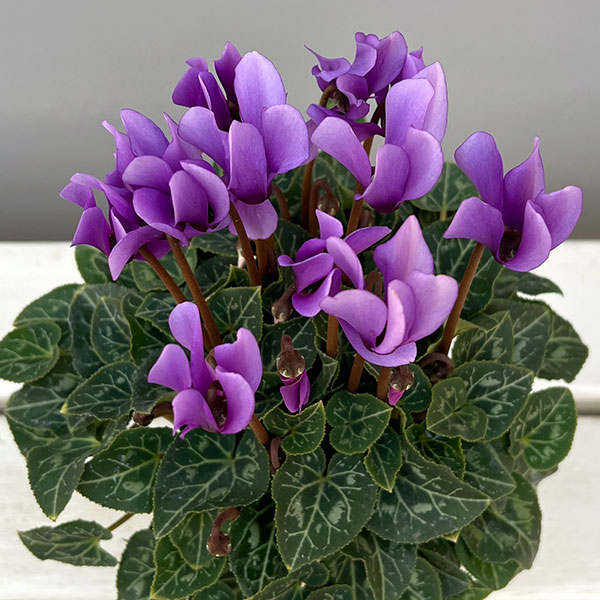 園芸ネット本店｜シクラメン：ドラゴン ライトブルー3号ロングポット