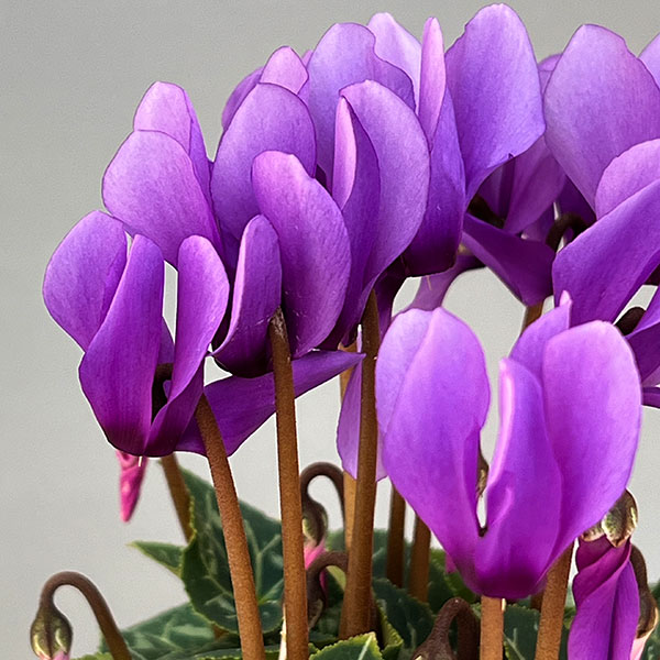 園芸ネット本店｜シクラメン：ドラゴン ライトブルー3号ロングポット