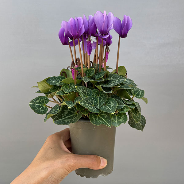 園芸ネット本店｜シクラメン：ドラゴン ライトブルー3号ロングポット