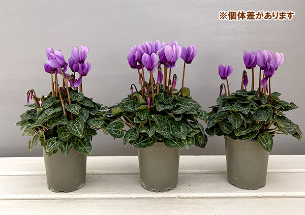 園芸ネット本店｜シクラメン：ドラゴン ライトブルー3号ロングポット