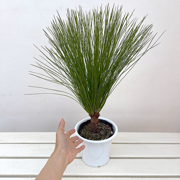 ダイオウショウ（大王松）5号鉢植え