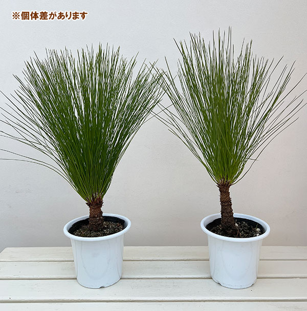 園芸ネット本店｜ダイオウショウ（大王松）5号鉢植え の通販【公式】