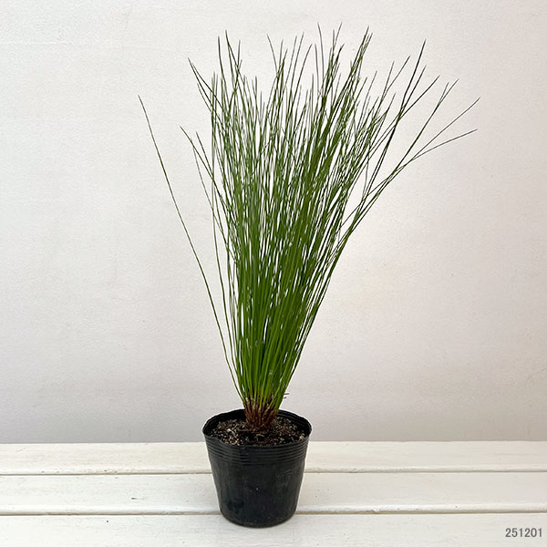 園芸ネット本店｜ダイオウショウ（大王松）3.5号ポット の通販【公式】