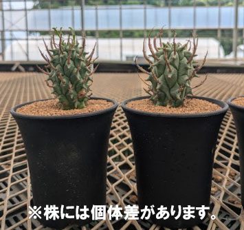 [25年8月下旬予約]ユーフォルビア：スコエンランディ　3号鉢植え