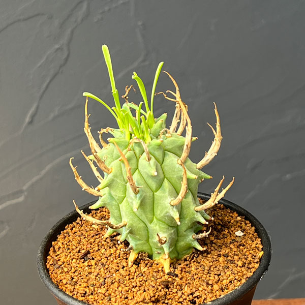 ユーフォルビア：スコエンランディ　3号鉢植え