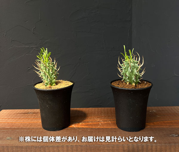 ユーフォルビア：スコエンランディ　3号鉢植え