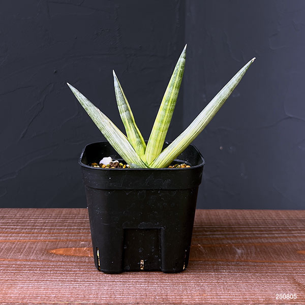 サンセベリア：ボンセレンシス　スノーホワイト　3.5号鉢植え25-01