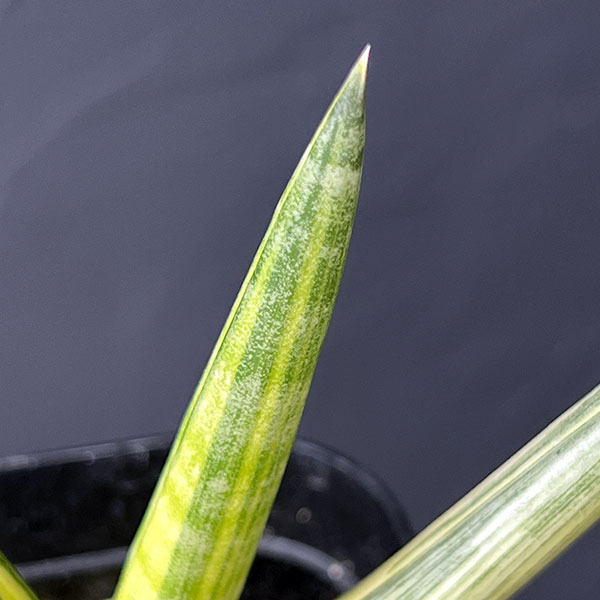 サンセベリア：ボンセレンシス　スノーホワイト　3.5号鉢植え25-01