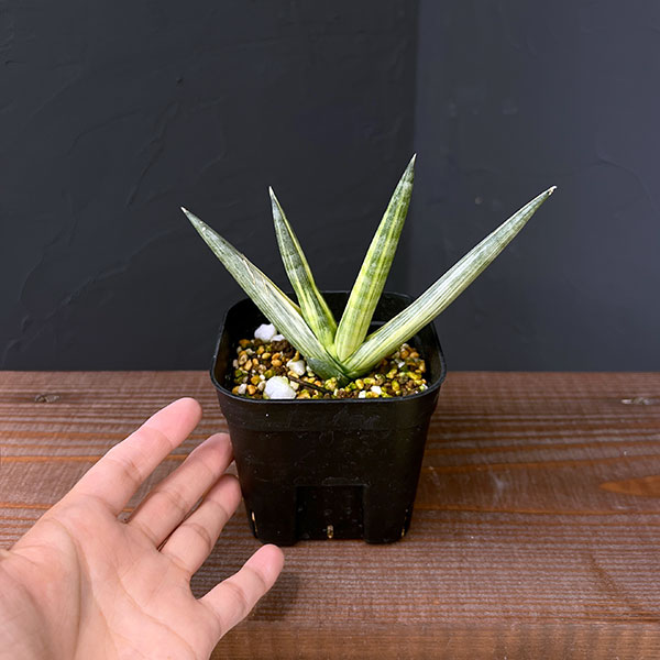 サンセベリア：ボンセレンシス　スノーホワイト　3.5号鉢植え25-01
