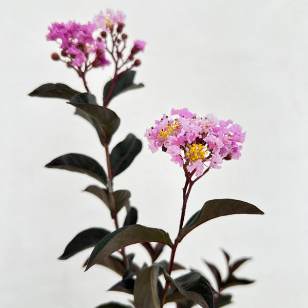 何建雷s20紅白花梨スポルテッド付0.5mm 何建雷様専用s20紅白花梨スポルテッド付0.5mm - メルカリ