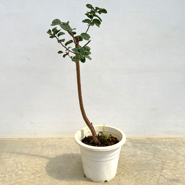 スモークツリー:スノーパフ7号ポット