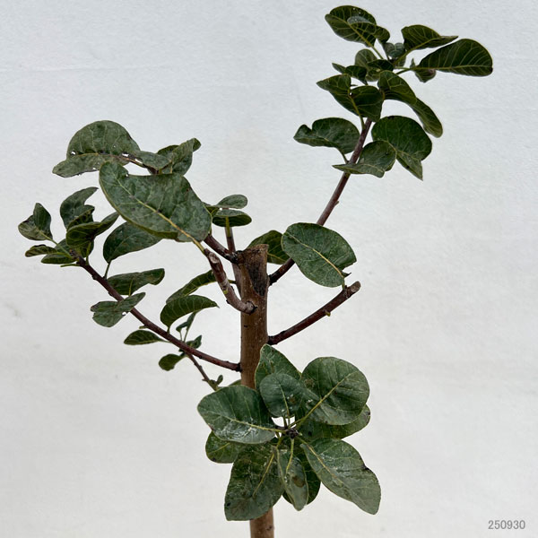 スモークツリー:スノーパフ7号ポット