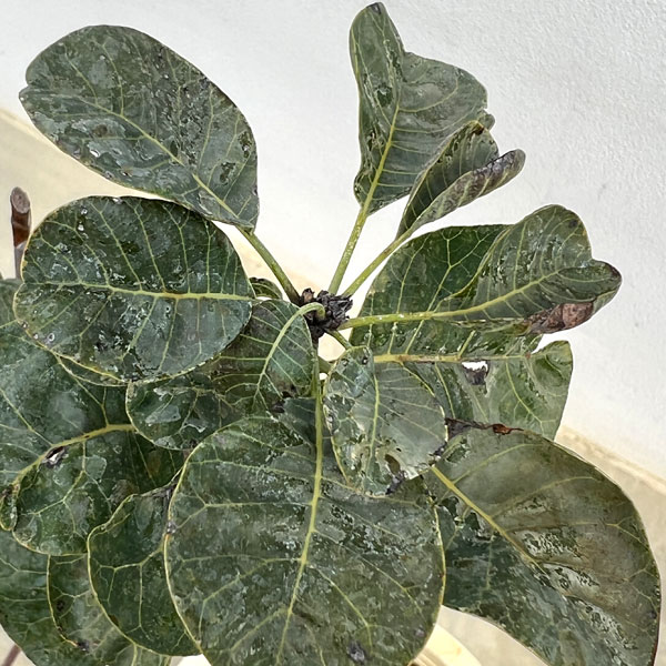 スモークツリー:スノーパフ7号ポット