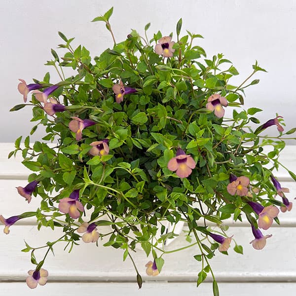 スーパートレニア：カタリーナ ラムレーズン5号スリットオアシス鉢植え