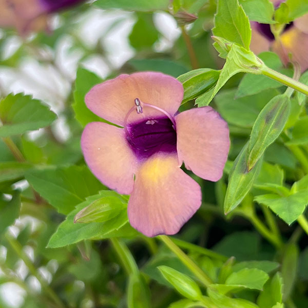 スーパートレニア：カタリーナ ラムレーズン5号スリットオアシス鉢植え