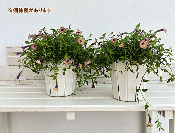 スーパートレニア：カタリーナ ラムレーズン5号スリットオアシス鉢植え