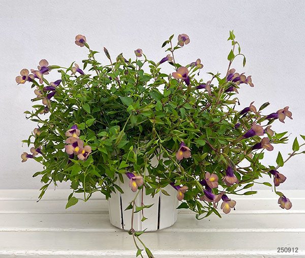 スーパートレニア：カタリーナ ラムレーズン5号スリットオアシス鉢植え