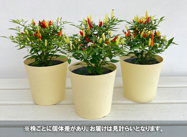 唐辛子:メキシカンチリペッパー4号鉢カバー入
