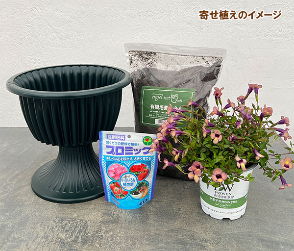 栽培セット：スーパートレニア：カタリーナ ラムレーズン（スタンド鉢・土・肥料・鉢底ネット付）
