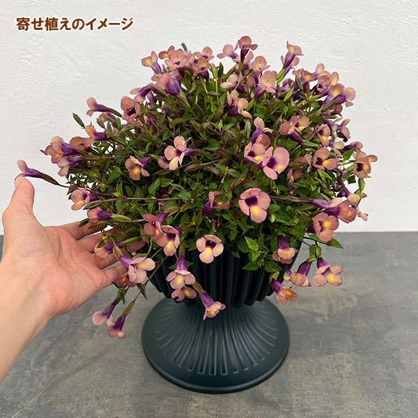 栽培セット：スーパートレニア：カタリーナ ラムレーズン（スタンド鉢・土・肥料・鉢底ネット付）