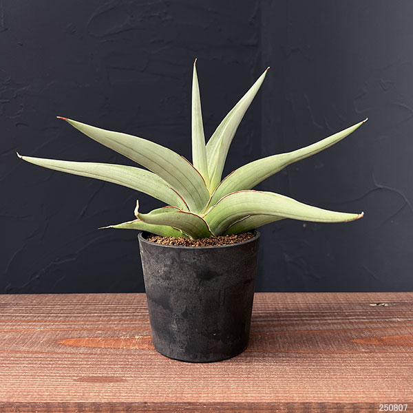 サンセベリア：スワンダンス　2.5号鉢植え