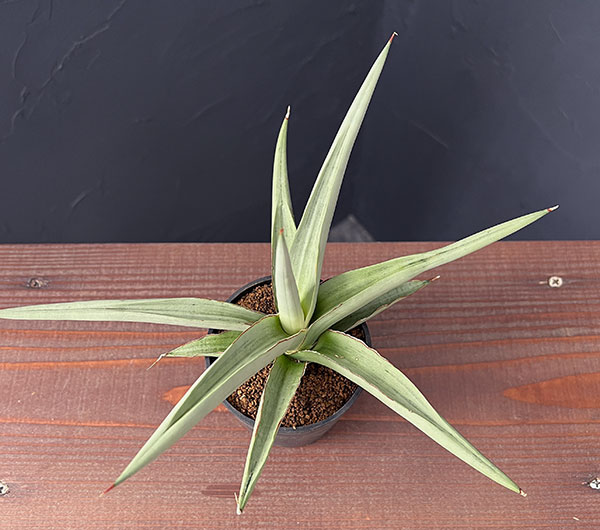 サンセベリア：スワンダンス　2.5号鉢植え