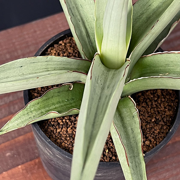 サンセベリア：スワンダンス　2.5号鉢植え