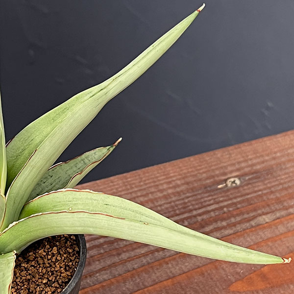サンセベリア：スワンダンス　2.5号鉢植え