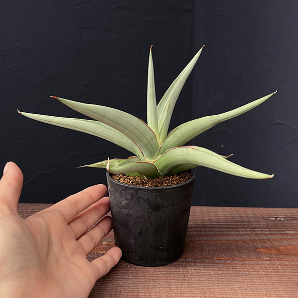 サンセベリア：スワンダンス　2.5号鉢植え