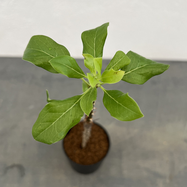 フォーキエリア:sp 2.5号鉢植え