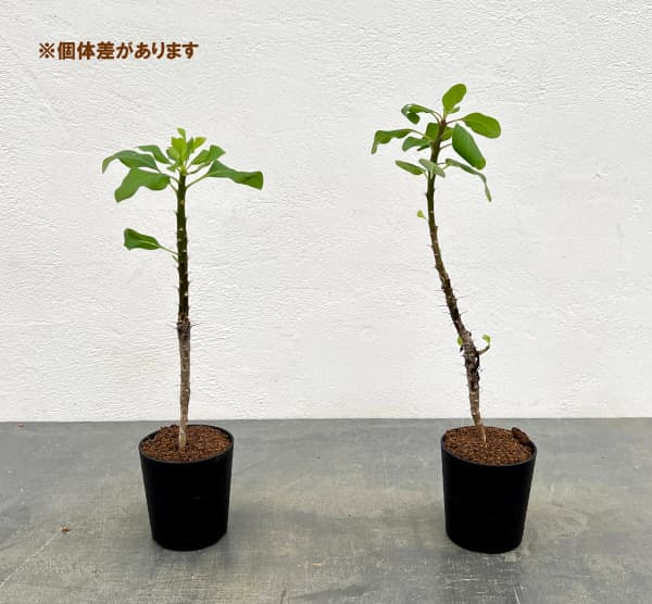 フォーキエリア:sp 2.5号鉢植え