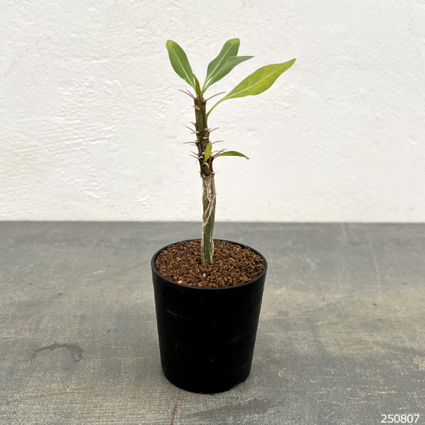 フォーキエリア:スプレンデンスカンパニュラタ 2.5号鉢植え