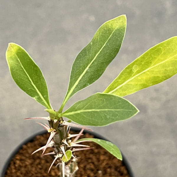 フォーキエリア:スプレンデンスカンパニュラタ 2.5号鉢植え