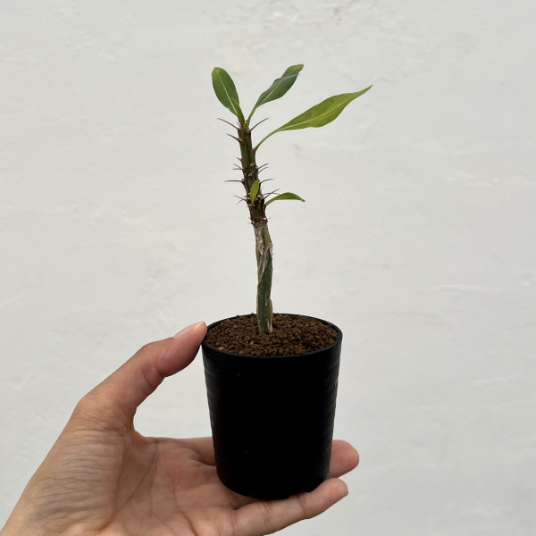 フォーキエリア:スプレンデンスカンパニュラタ 2.5号鉢植え