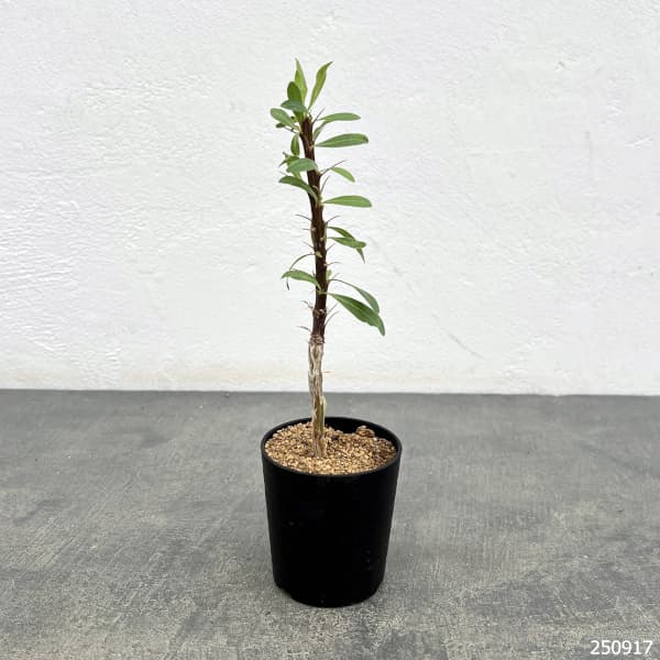 フォーキエリア:スプレンデンスカンパニュラタ 2.5号鉢植え
