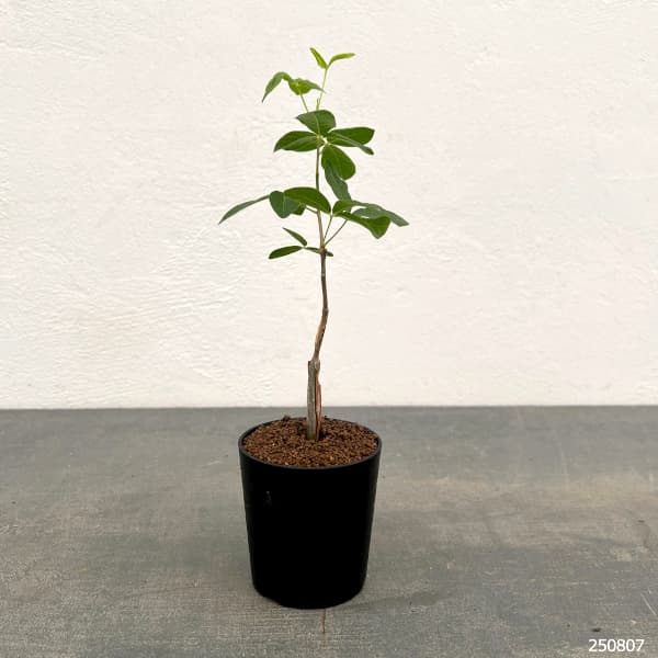 コミフォラ:sp.5 ノーザンマダガスカル 2.5号鉢植え